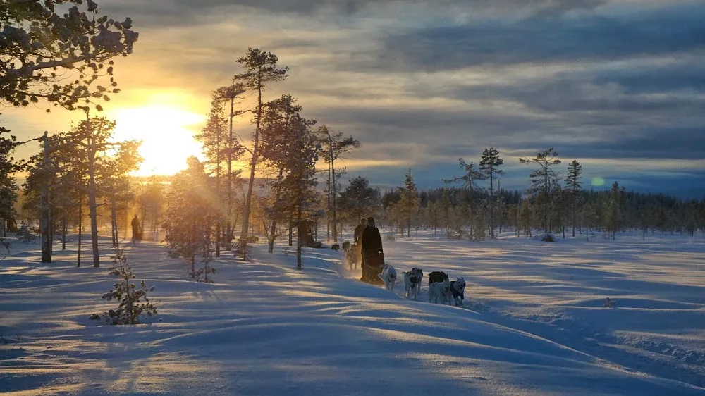 Lapplands Drag Huskyfarm - Västerbotten pet otel görseli 3