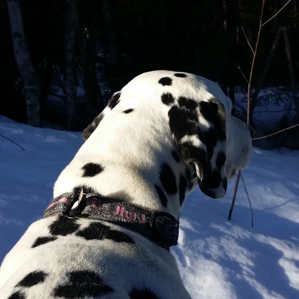 Tjotte's kennel - Västerbotten pet otel görseli 5