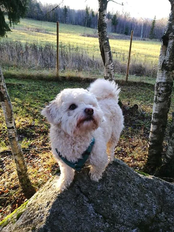 FinaDinas Hundpensionat - Västernorrland pet otel görseli 3