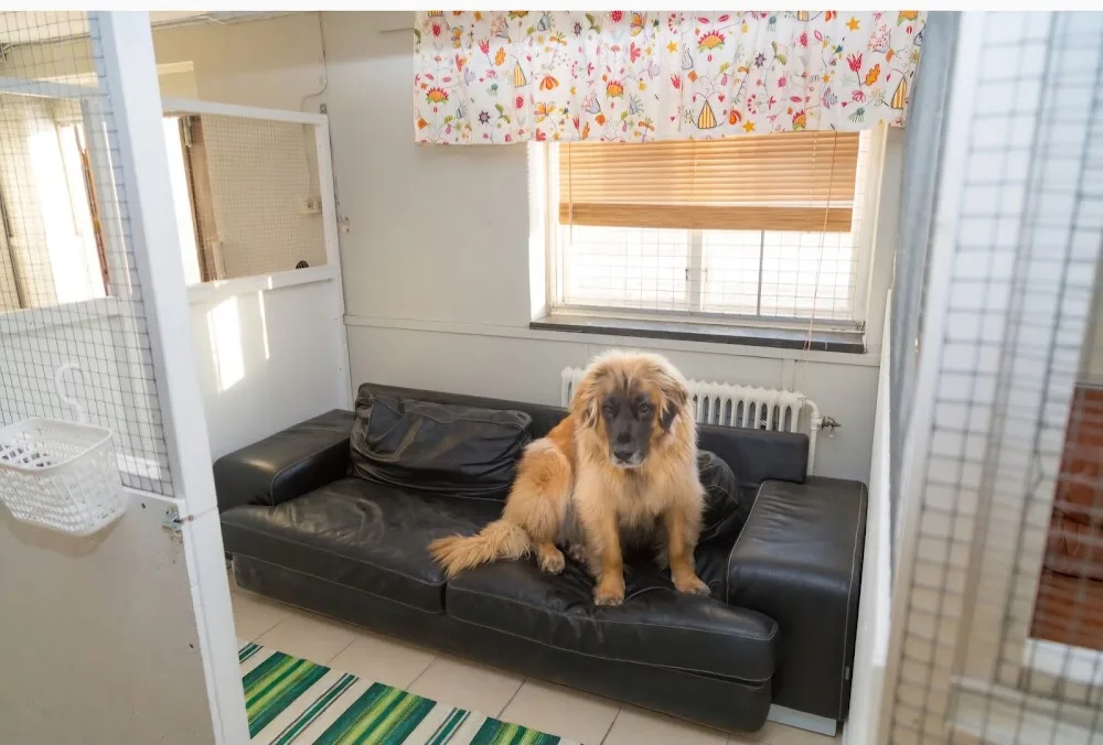 Herno hunddagis och hundpensionat - Västernorrland pet otel
