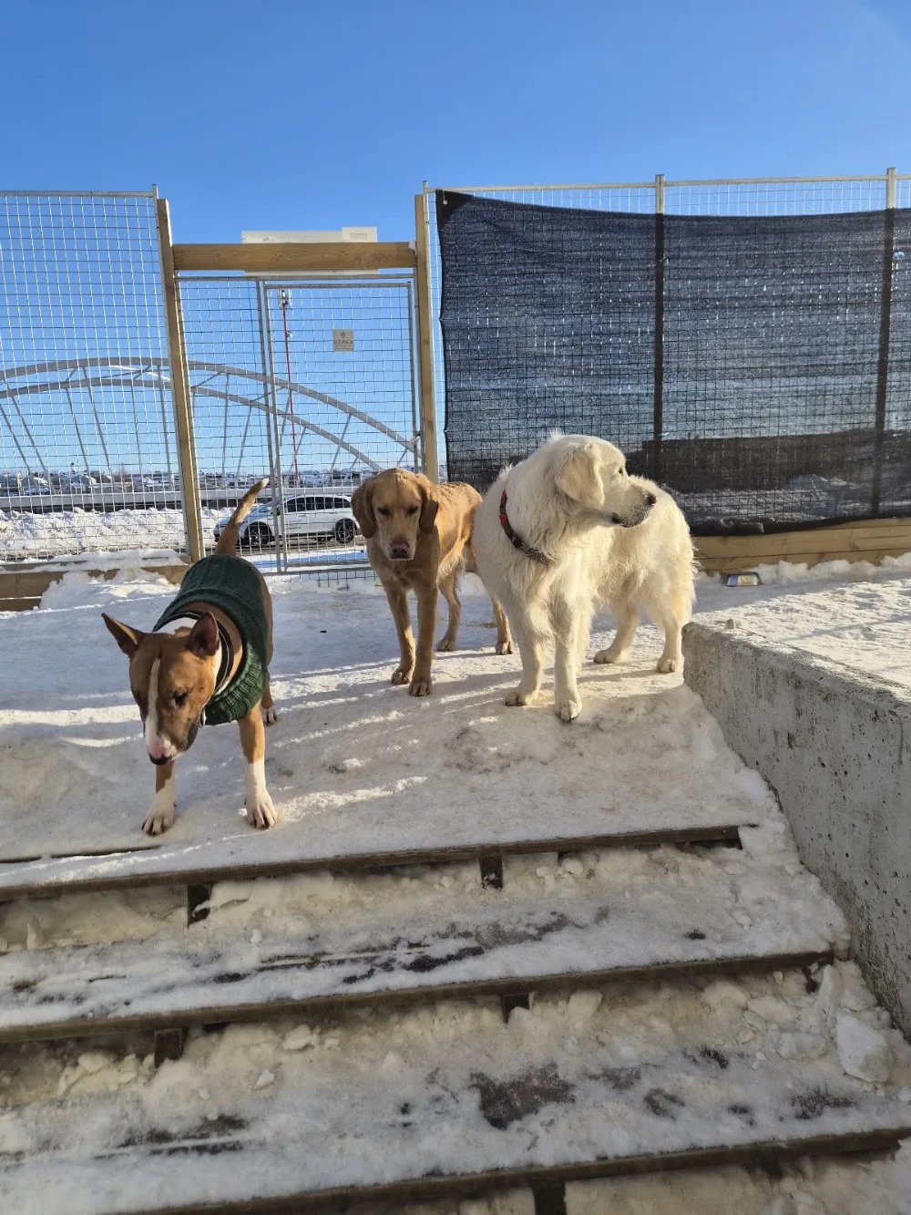 Herno hunddagis och hundpensionat - Västernorrland pet otel görseli 3