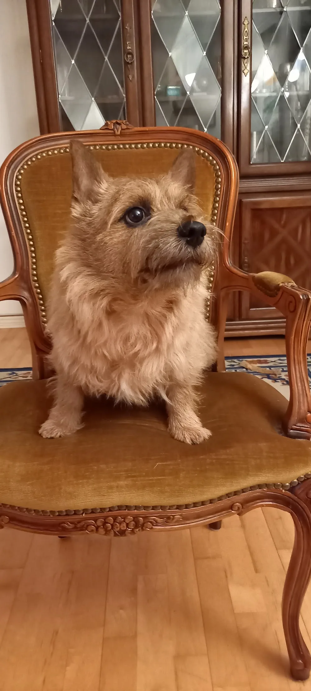 B-Ringens Hundpensionat - Västmanland pet otel görseli 3