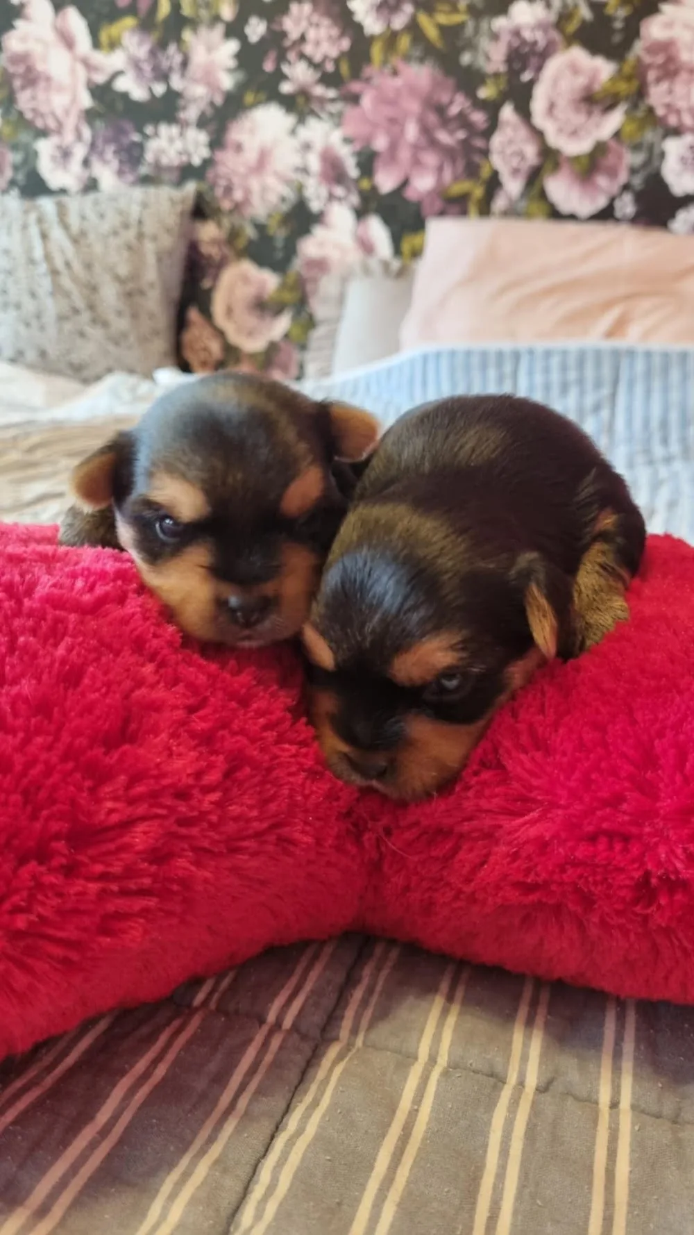 Gacrux kennel - Västmanland pet otel görseli 3