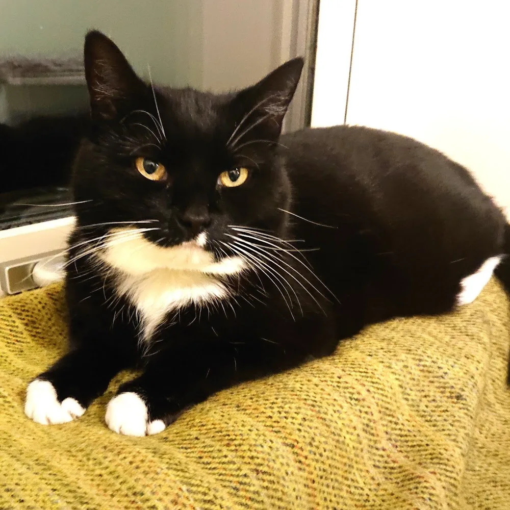 Missetorpet Kattpensionat - Västmanland pet otel görseli 3
