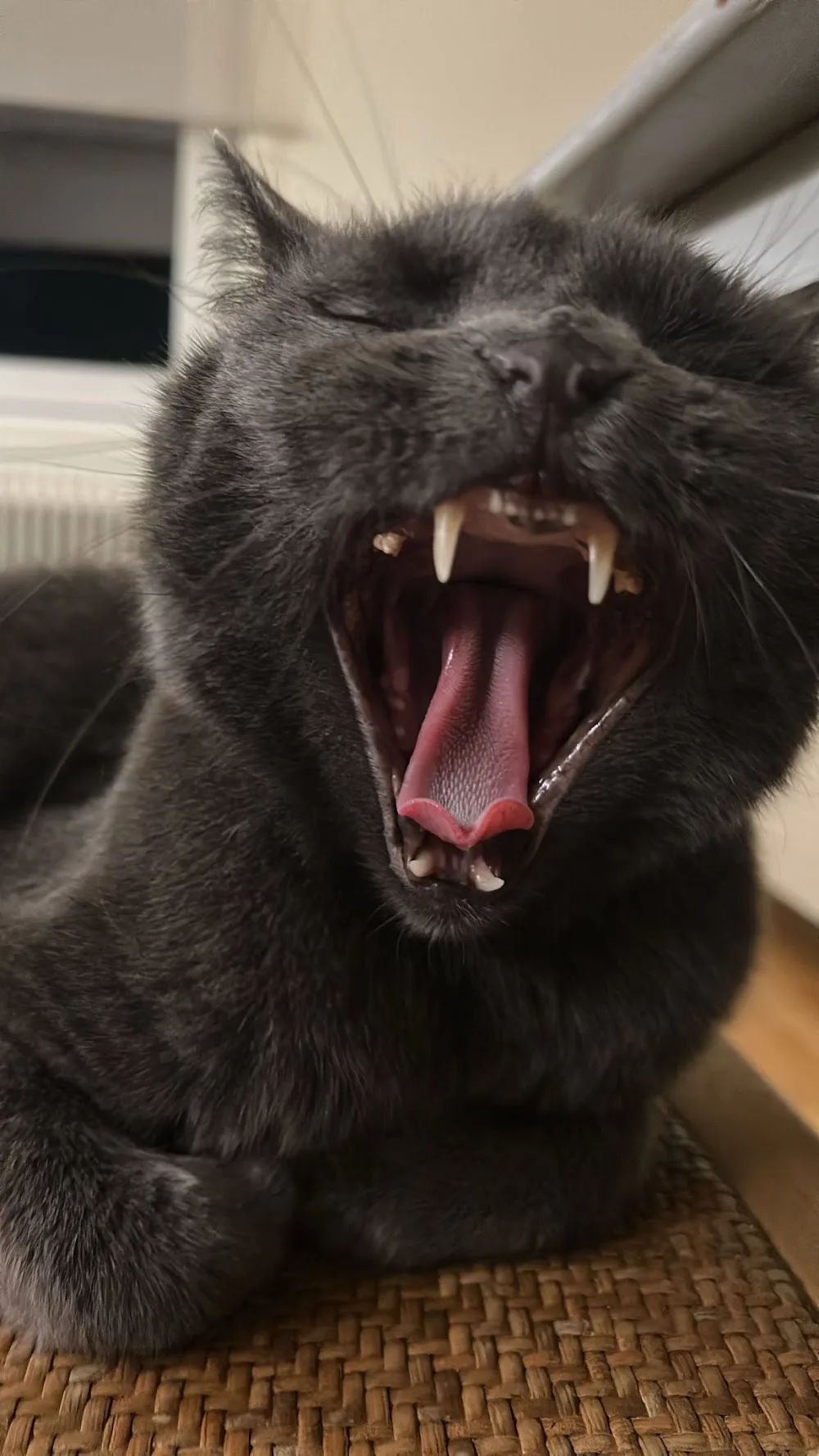🐈⬛ Purrfect Cat Sitter - Kattvakt i Hässleholm/Skåne 🐾 - Västmanland pet otel