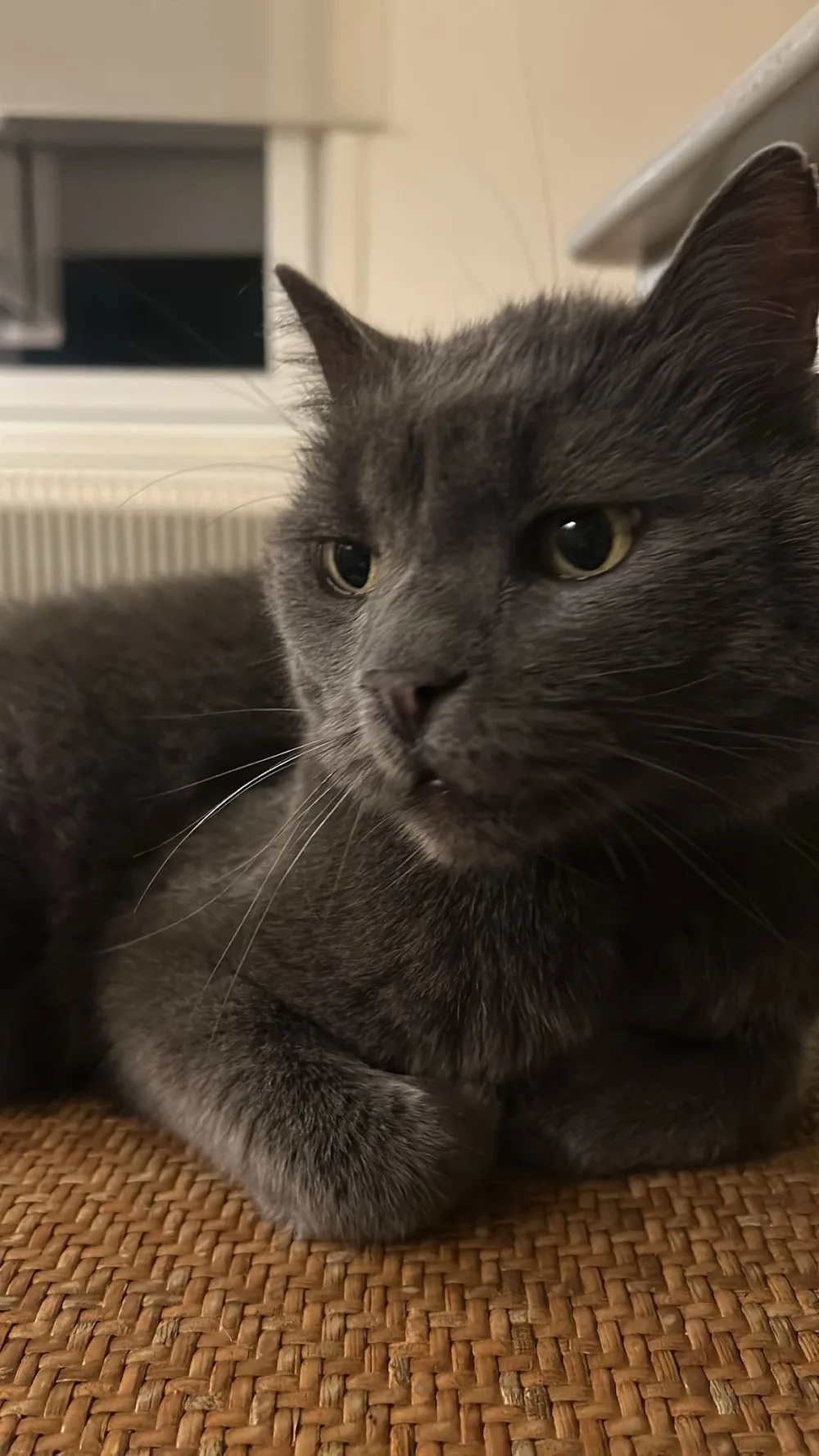 🐈⬛ Purrfect Cat Sitter - Kattvakt i Hässleholm/Skåne 🐾 - Västmanland pet otel görseli 3