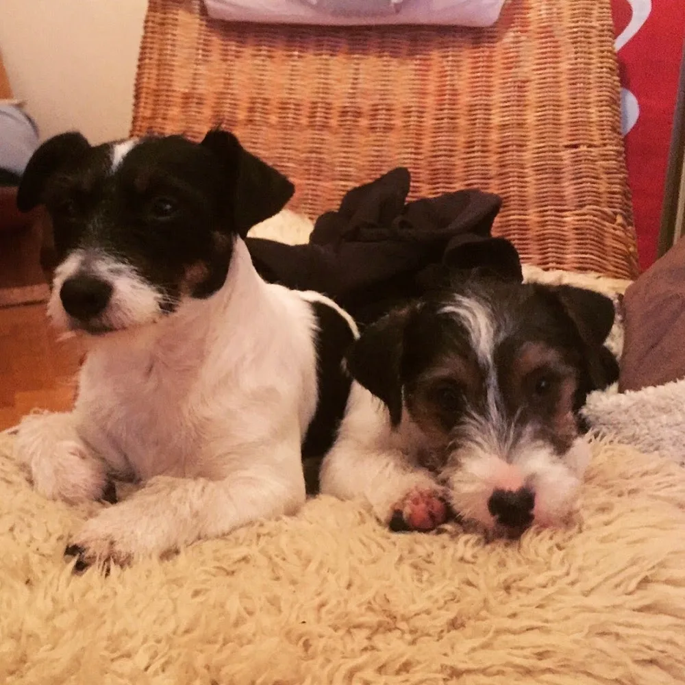 Artorpets Hunddagis & Pensionat - Västra Götaland pet otel