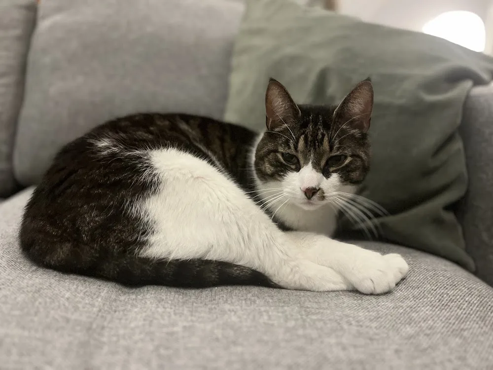Blåbärsås Kattpensionat - Västra Götaland pet otel