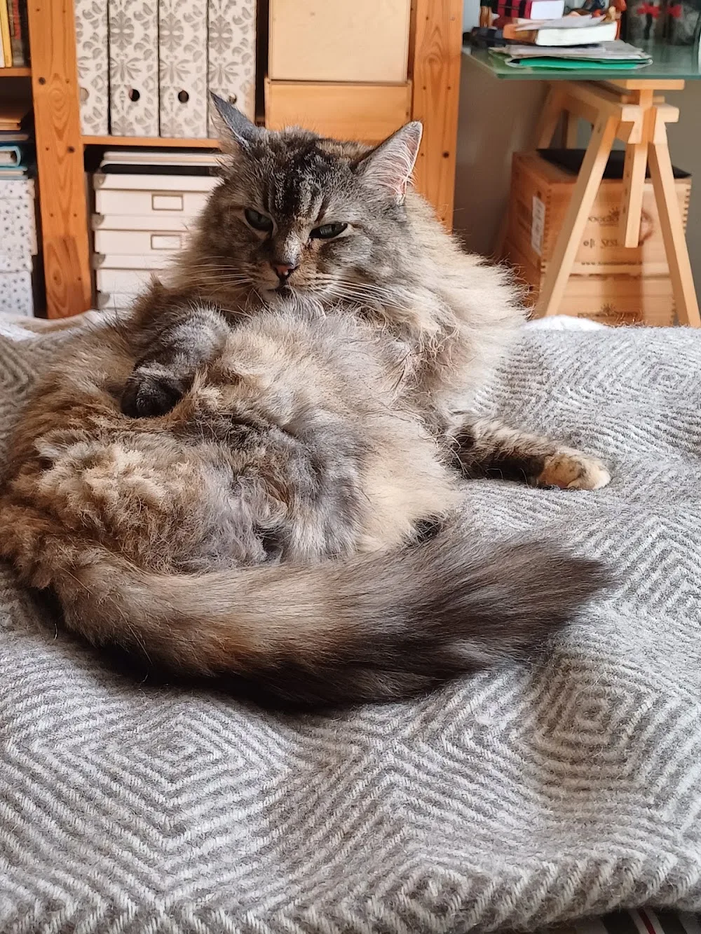 Blåbärsås Kattpensionat - Västra Götaland pet otel görseli 3