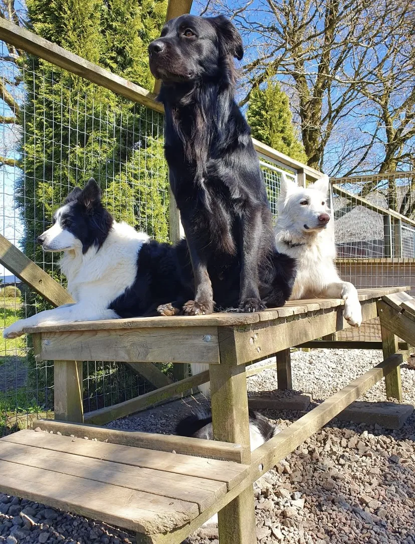 Duvereds Hundvård, Hund- & Kattpensionat - Västra Götaland pet otel