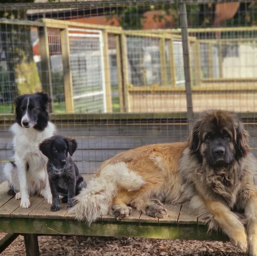 Duvereds Hundvård, Hund- & Kattpensionat - Västra Götaland pet otel görseli 3