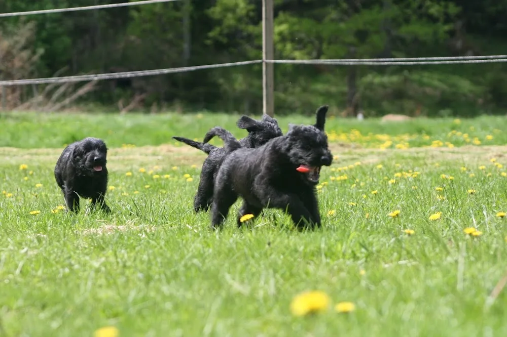 EKHÖJDENS HÄST OCH HUNDCENTER - Västra Götaland pet otel