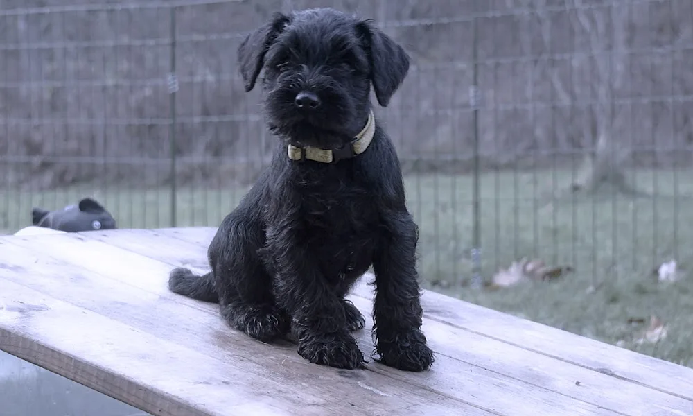 EKHÖJDENS HÄST OCH HUNDCENTER - Västra Götaland pet otel görseli 3
