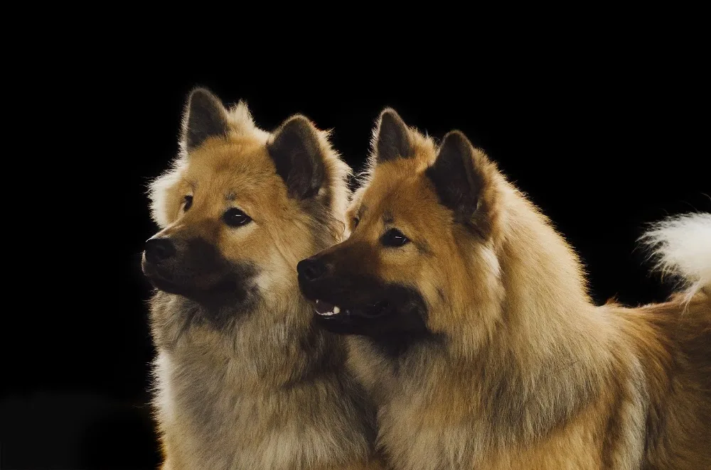 Essmania's kennel - Västra Götaland pet otel