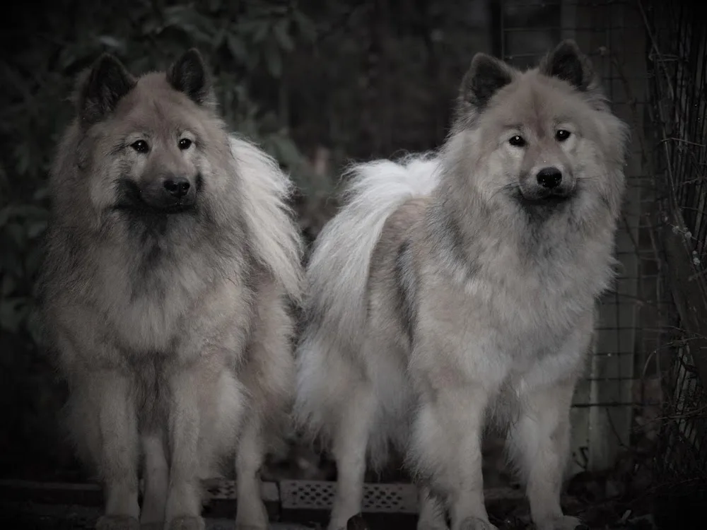 Essmania's kennel - Västra Götaland pet otel görseli 3