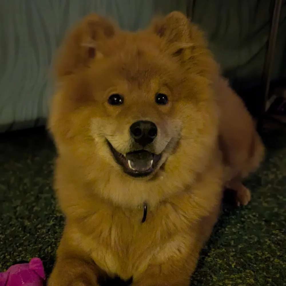 Essmania's kennel - Västra Götaland pet otel görseli 5