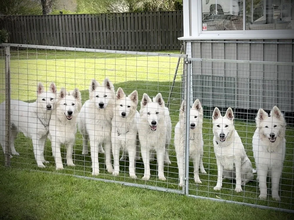 Frostflake’s Kennel - Västra Götaland pet otel