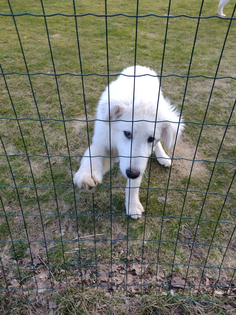 Gårds vita tassar - Västra Götaland pet otel