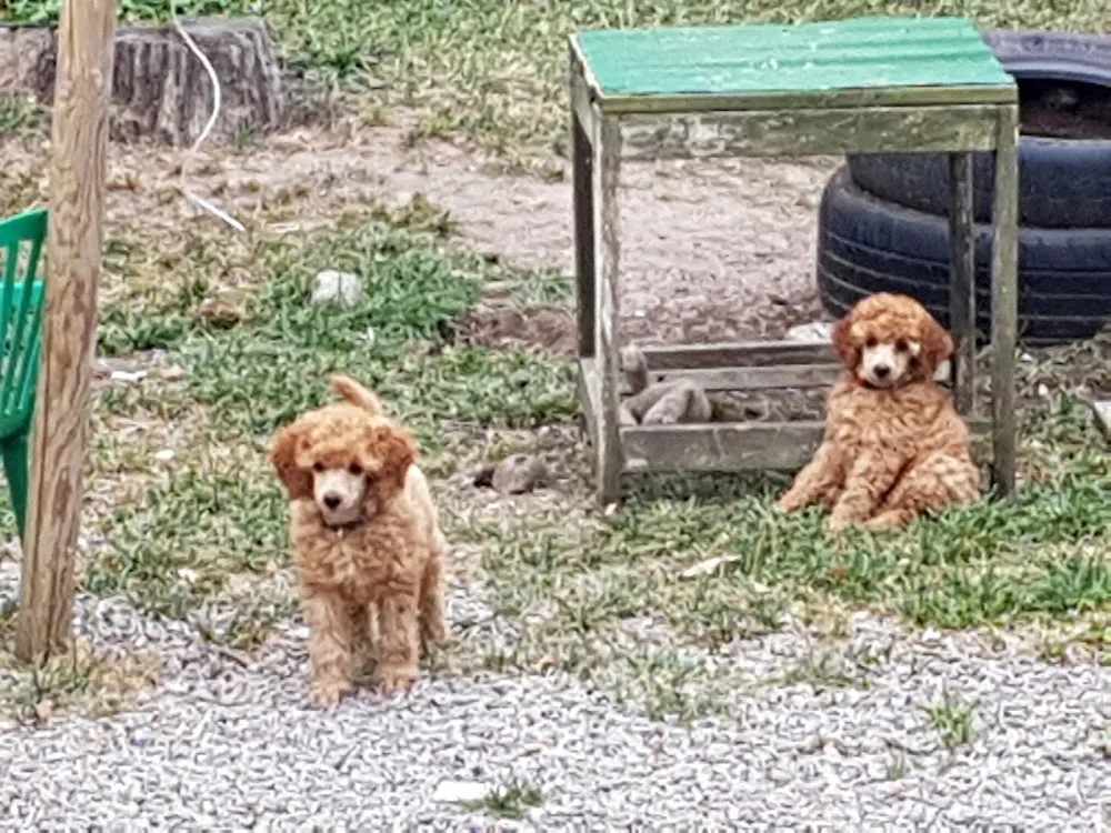 Happy Life Kennel - Västra Götaland pet otel