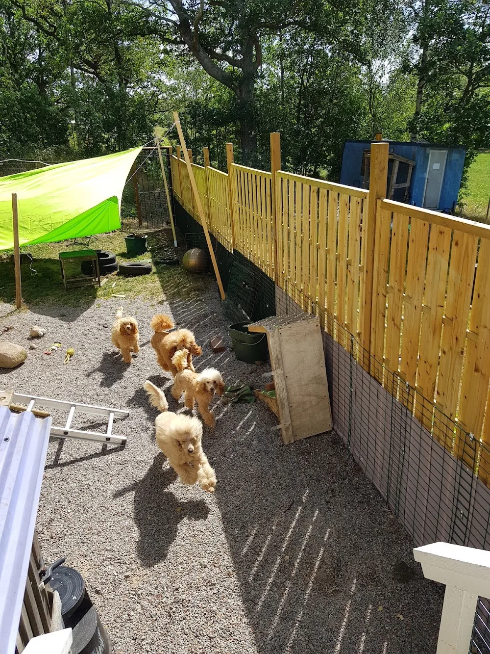 Happy Life Kennel - Västra Götaland pet otel görseli 3