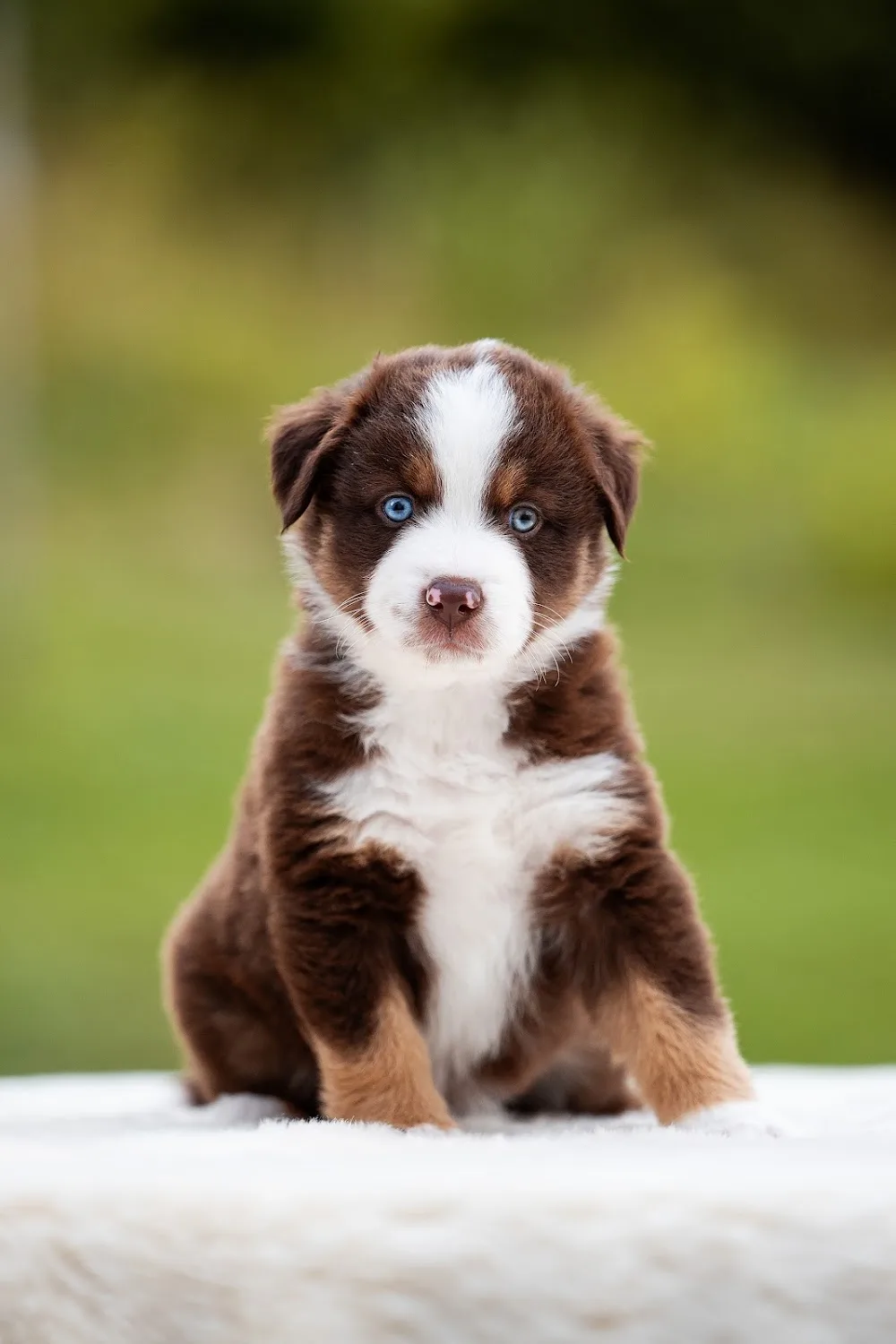 Jensedahl’s Kennel - Västra Götaland pet otel görseli 2
