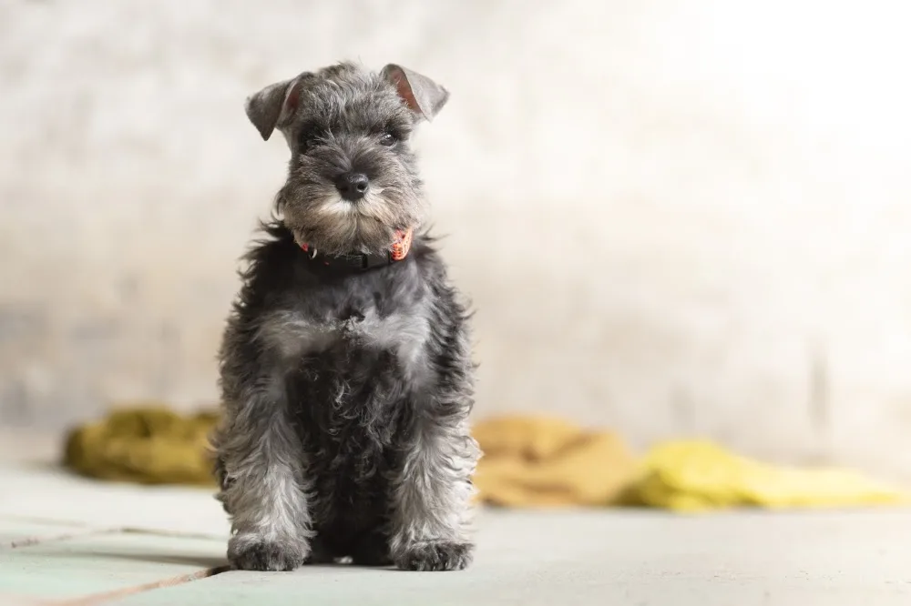 Kennel Drömfångaren - Västra Götaland pet otel görseli 2