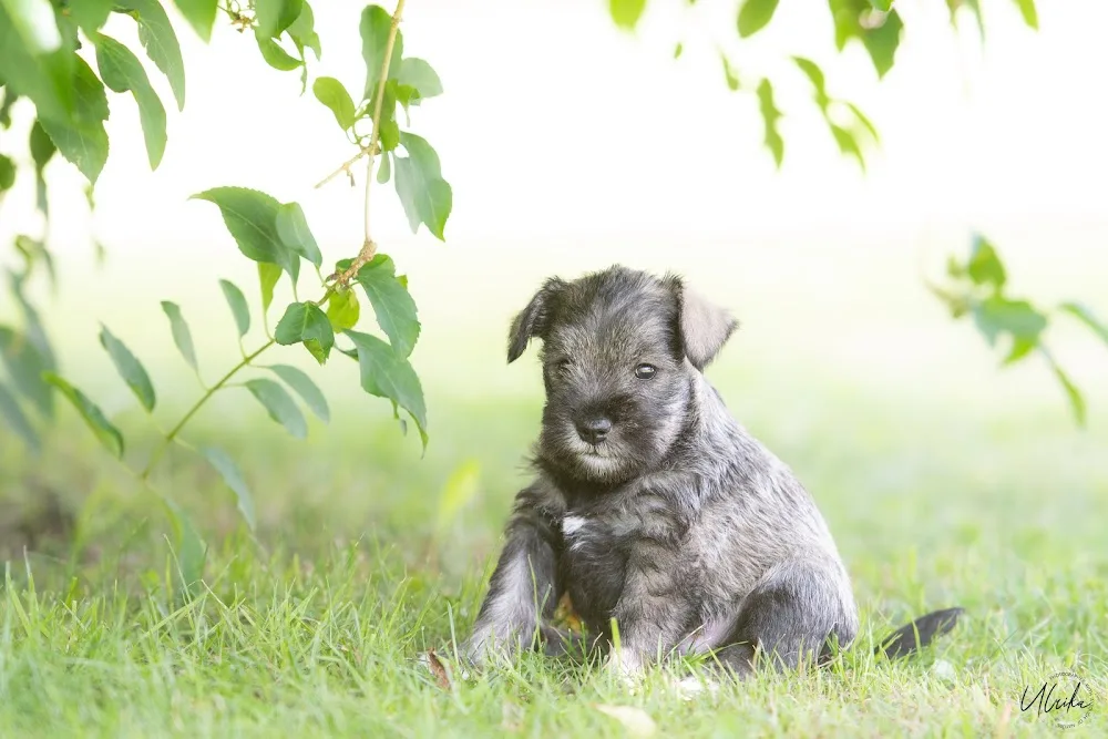 Kennel Drömfångaren - Västra Götaland pet otel görseli 3