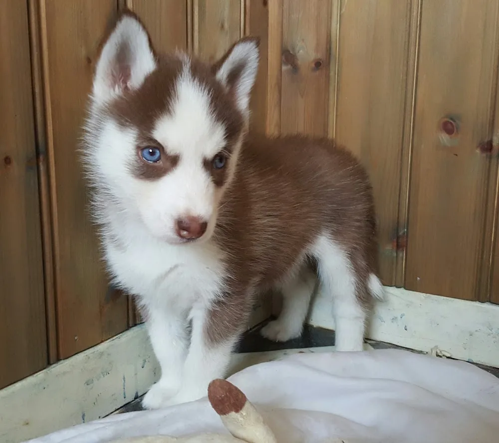 Kennel ZockoZ - Västra Götaland pet otel görseli 2
