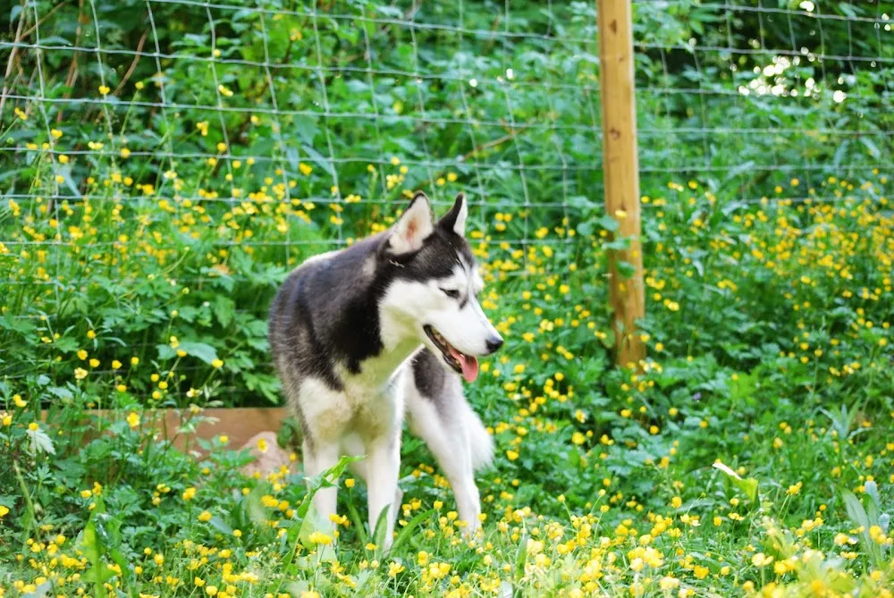 Kennel ZockoZ - Västra Götaland pet otel görseli 3