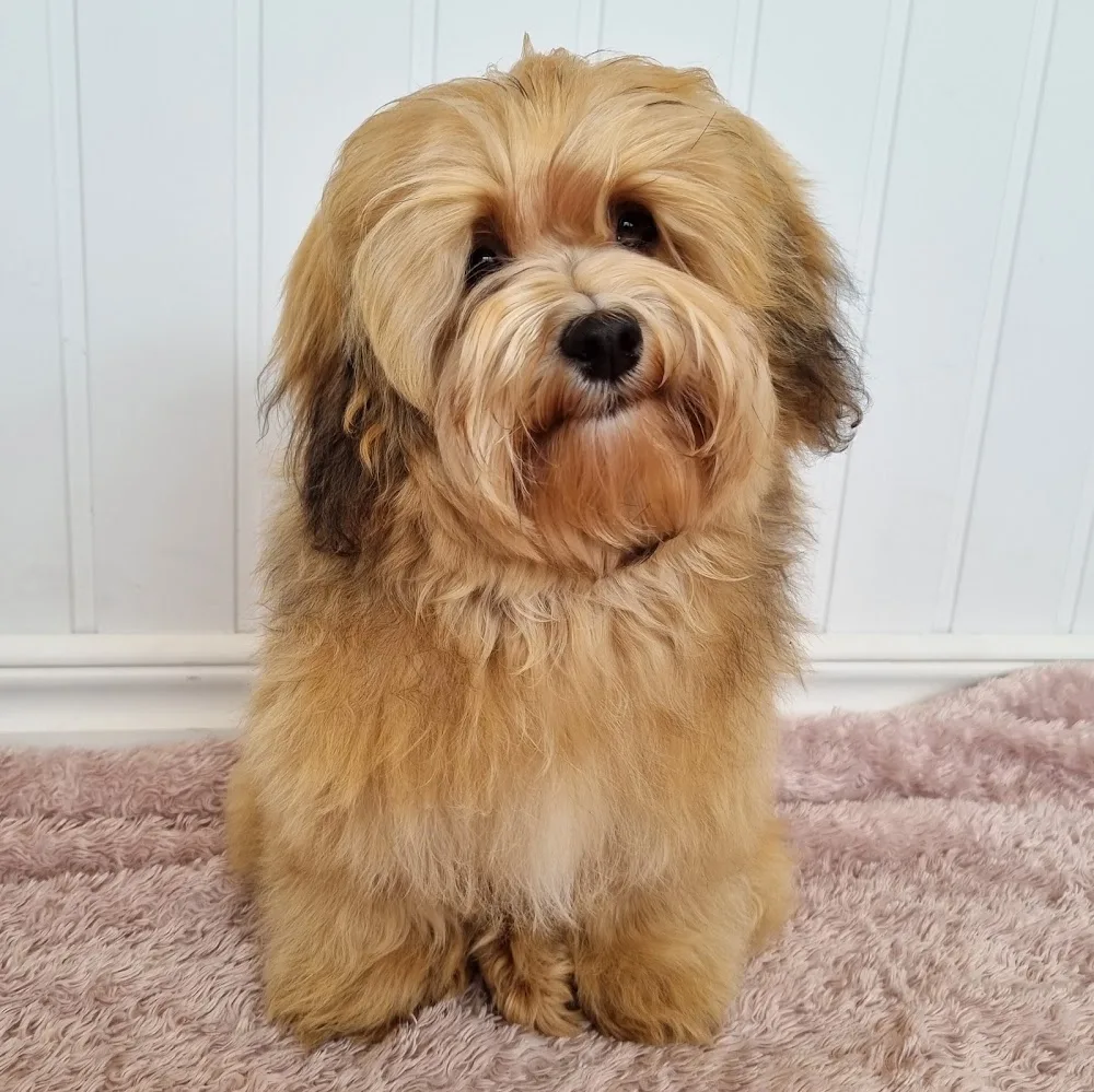 Långvalslidens Kennel - Västra Götaland pet otel görseli 2