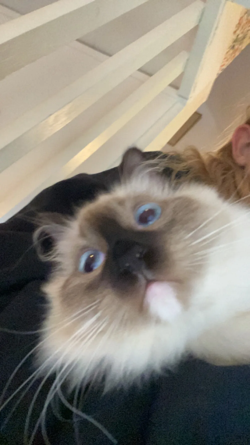 Luffar-Lasse - Västra Götaland pet otel görseli 3