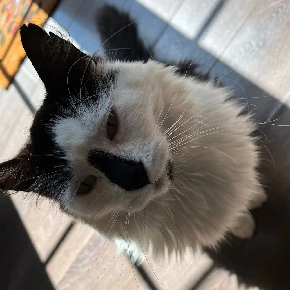 Luffar-Lasse - Västra Götaland pet otel görseli 4