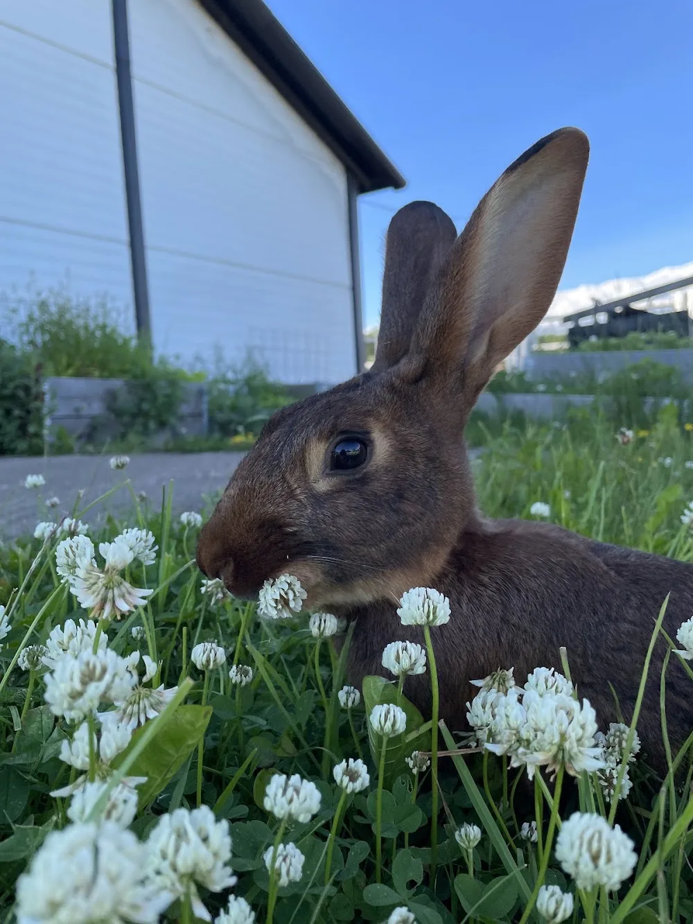 Lupins Smådjurshotell - Västra Götaland pet otel görseli 2