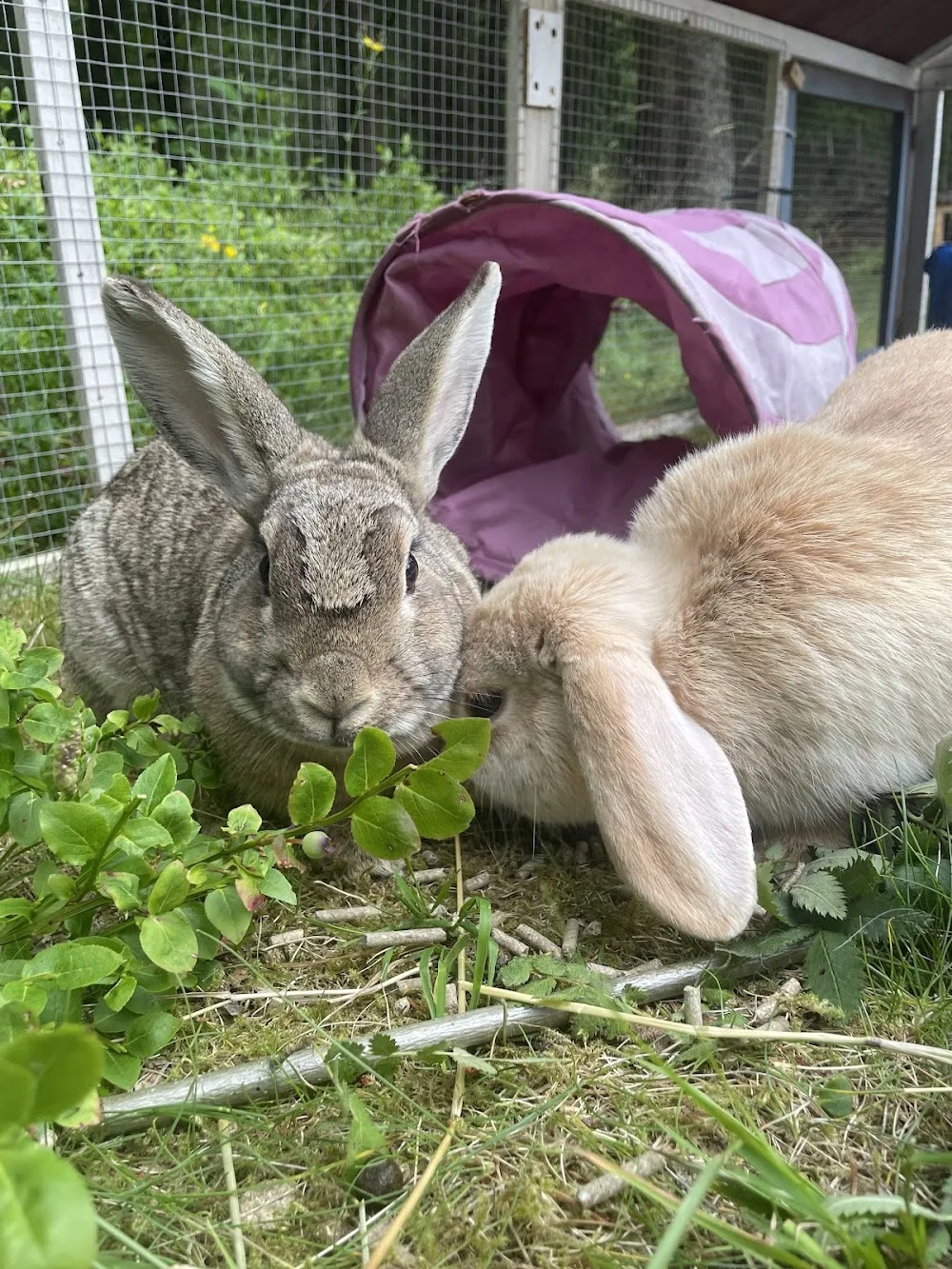 Lupins Smådjurshotell - Västra Götaland pet otel görseli 3