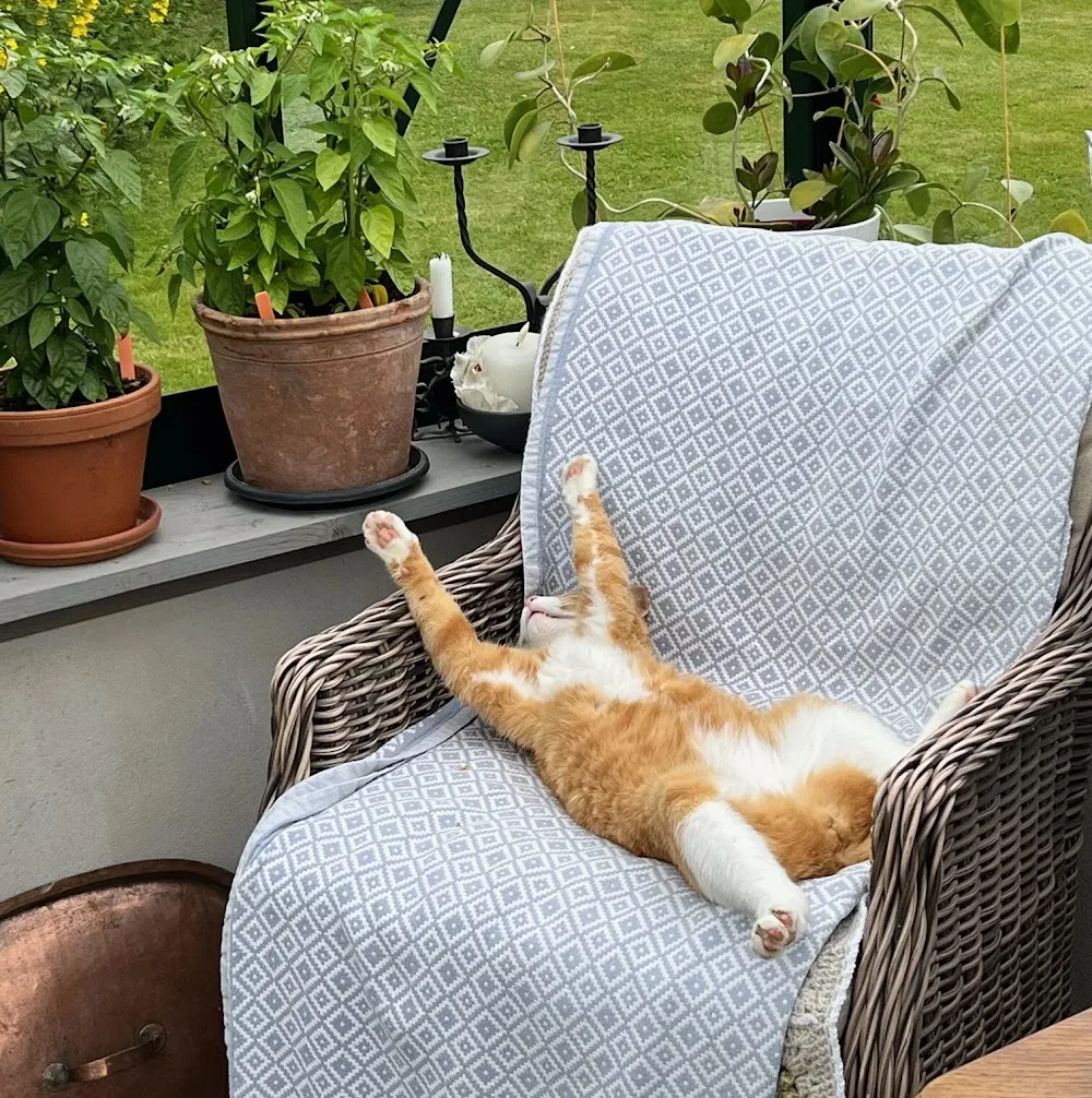 Lyckefotens Kattpensionat - Västra Götaland pet otel görseli 3