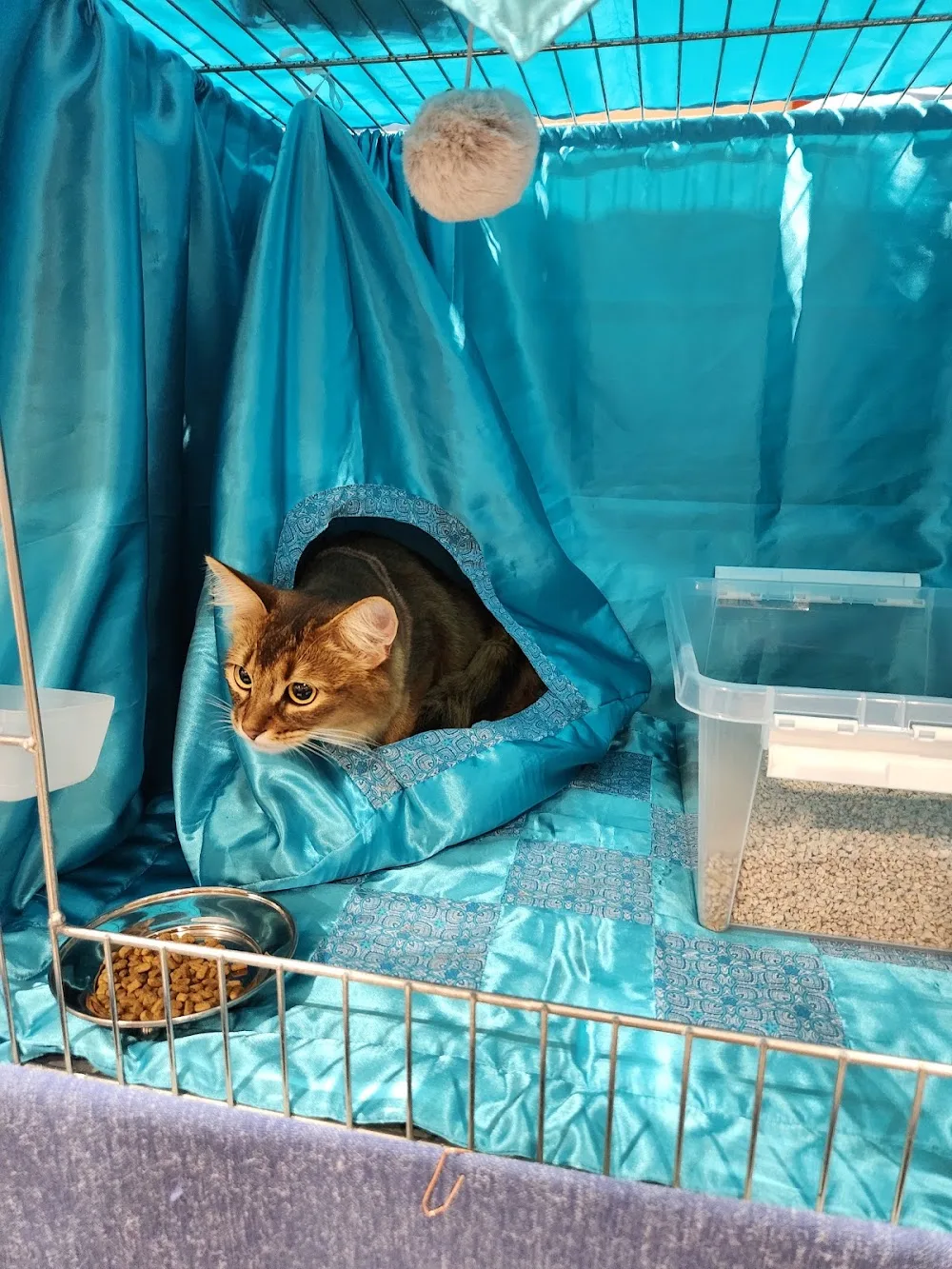 Miss Pheebs Cattery - Västra Götaland pet otel görseli 3