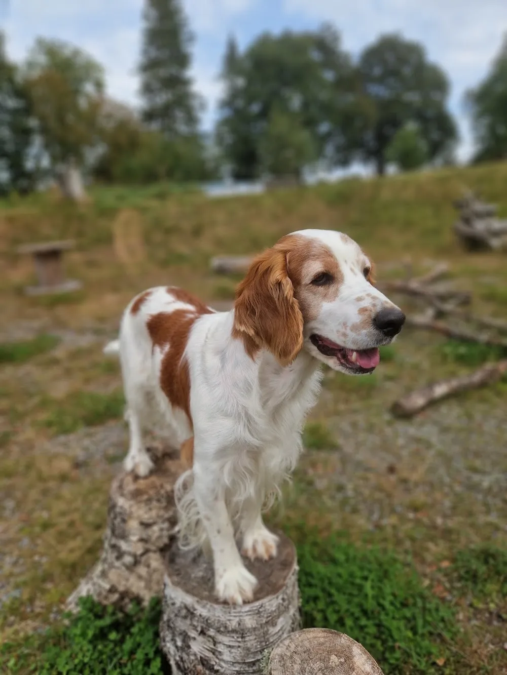 Pusselgårdens kennel - Västra Götaland pet otel görseli 2