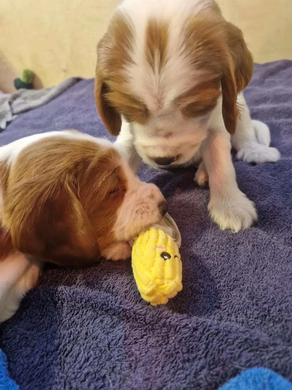 Pusselgårdens kennel - Västra Götaland pet otel görseli 3