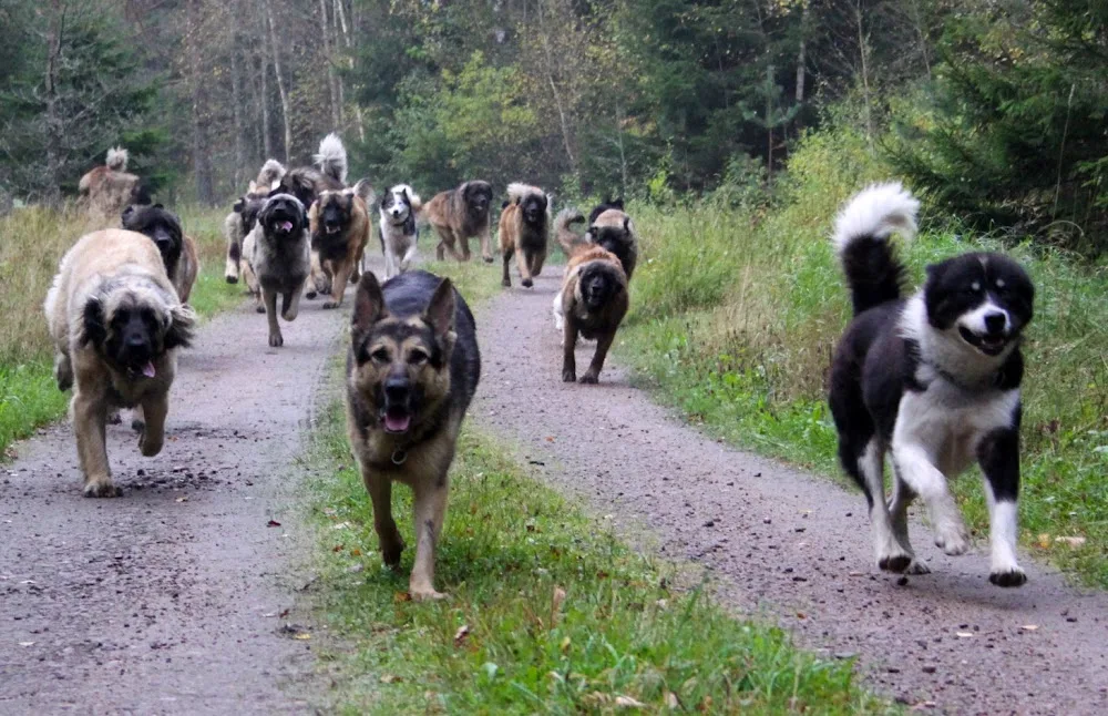 Racystar kennel - Västra Götaland pet otel görseli 3