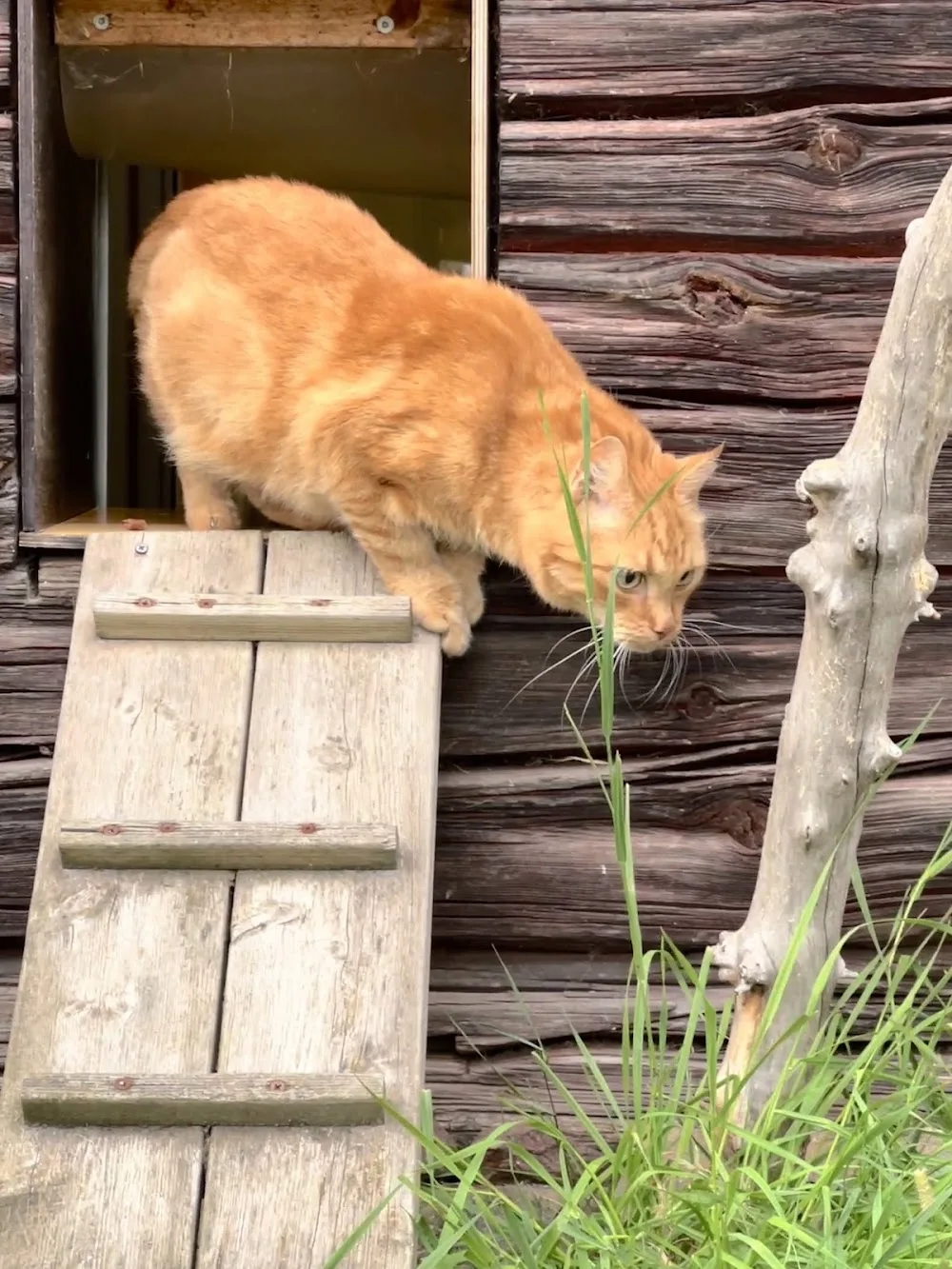 SKÄLLATON Hund och Katt hotell - Västra Götaland pet otel görseli 2