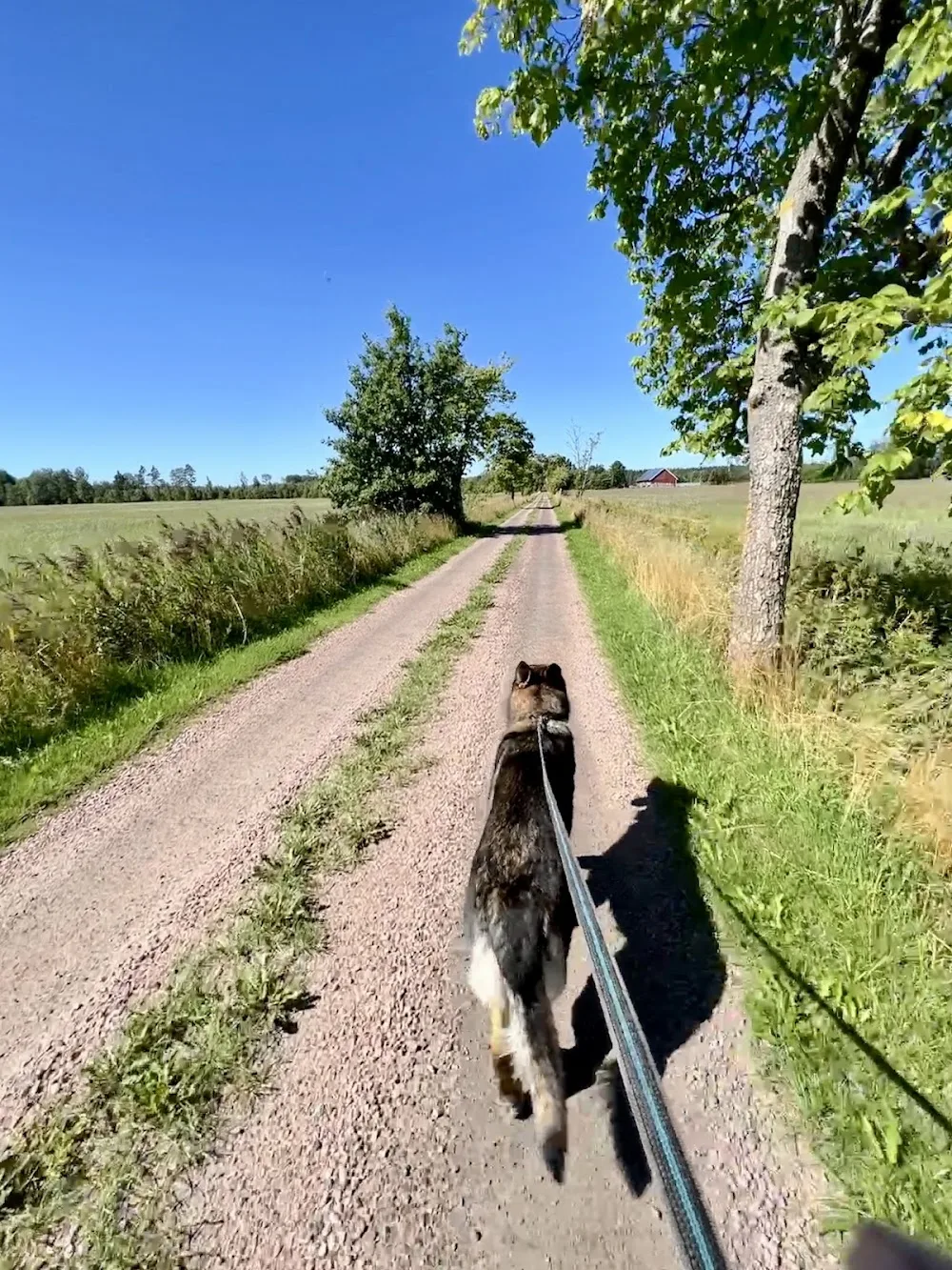 SKÄLLATON Hund och Katt hotell - Västra Götaland pet otel görseli 3