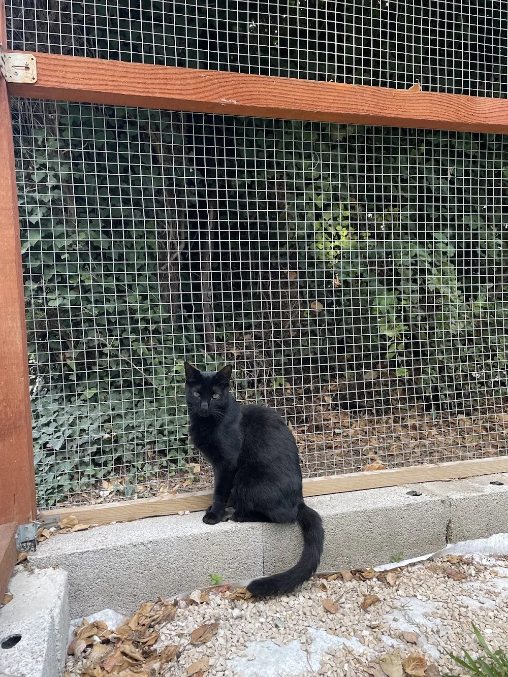 Chatpi Chatpo - Vaucluse pet otel
