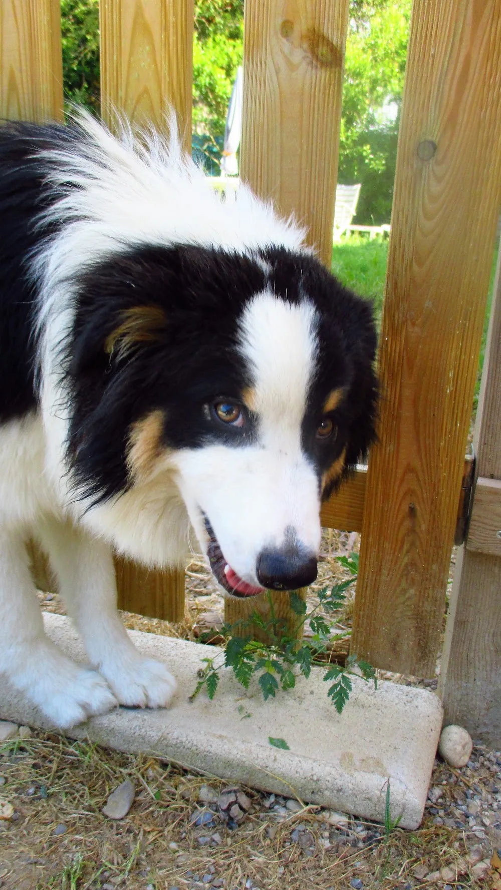 Feliscanis Services - Vaucluse pet otel