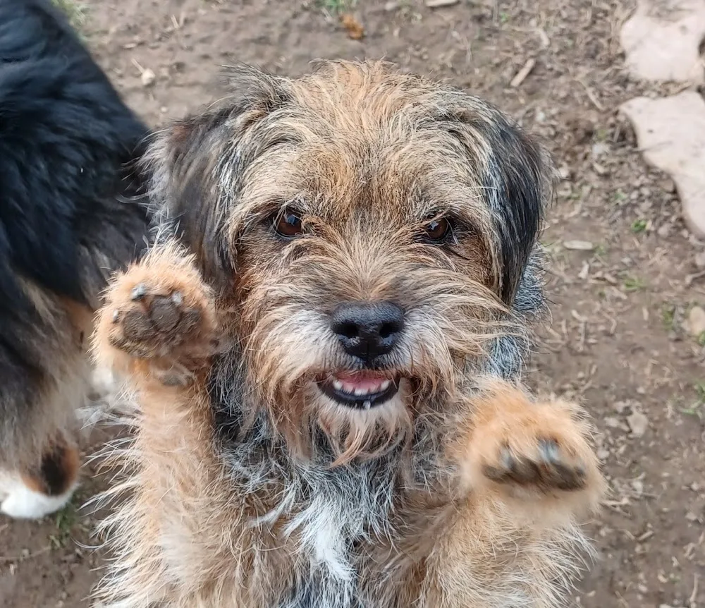Feliscanis Services - Vaucluse pet otel görseli 3