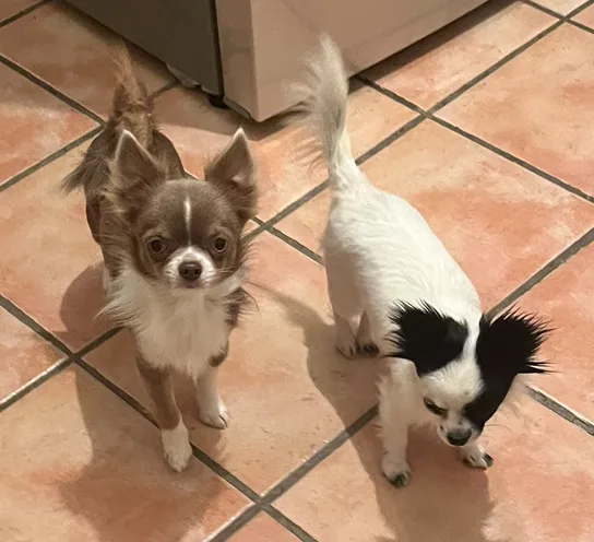 Pension canine Sans Box - Truffes et Moustaches - Vaucluse pet otel