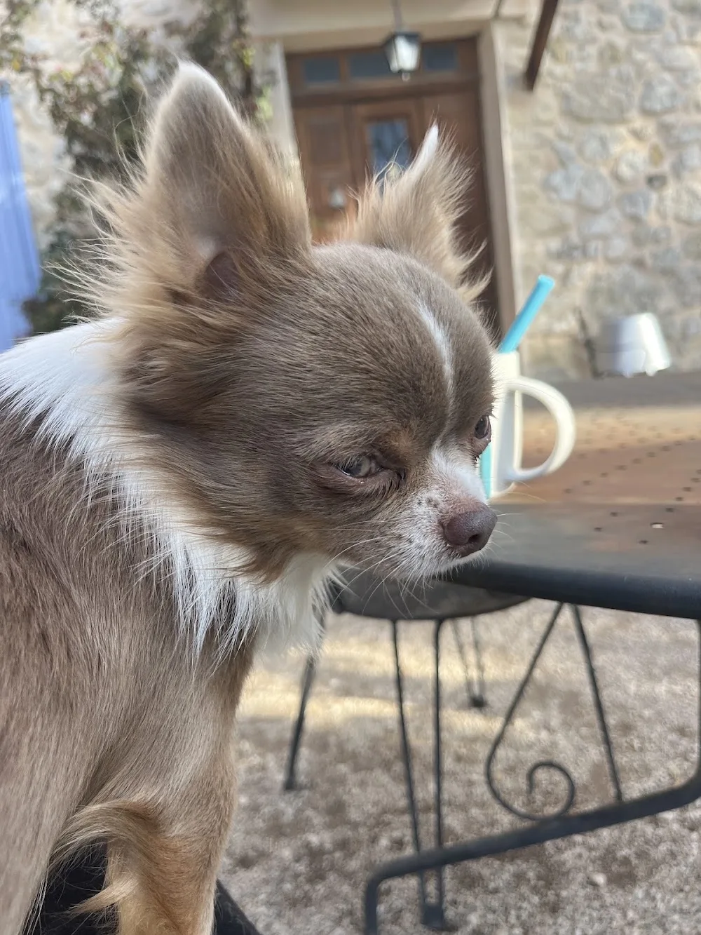 Pension canine Sans Box - Truffes et Moustaches - Vaucluse pet otel görseli 3