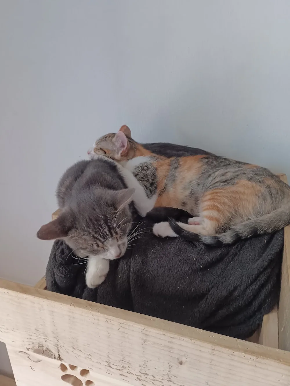 Pension Family Cats and Dogs - Vaucluse pet otel