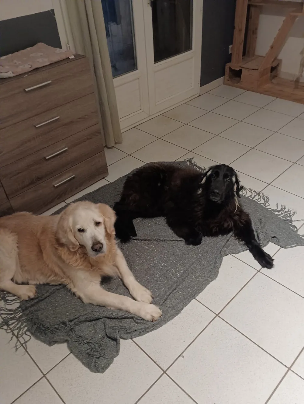 Pension Family Cats and Dogs - Vaucluse pet otel görseli 3
