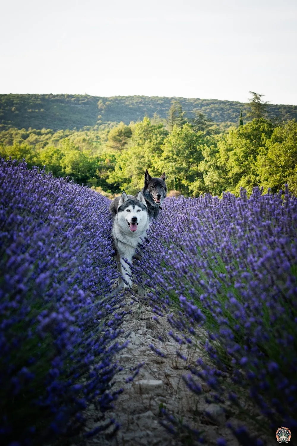 The Wild Wolves - Pension canine - Comportementaliste - Éducation - Vaucluse pet otel