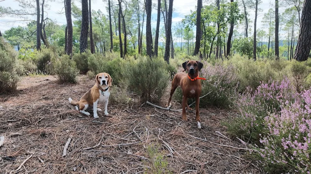 The Wild Wolves - Pension canine - Comportementaliste - Éducation - Vaucluse pet otel görseli 3